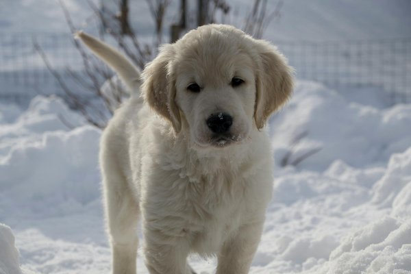 Welche sind die häufigsten Verhaltensprobleme bei Katzen und wie löst man sie?