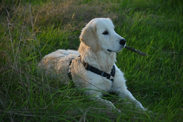 Was sind die Vorteile von Katzenschnurren für Menschen?