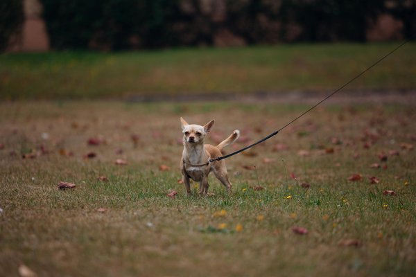 Welche gesunden Ernährungstipps gibt es für Hunde?